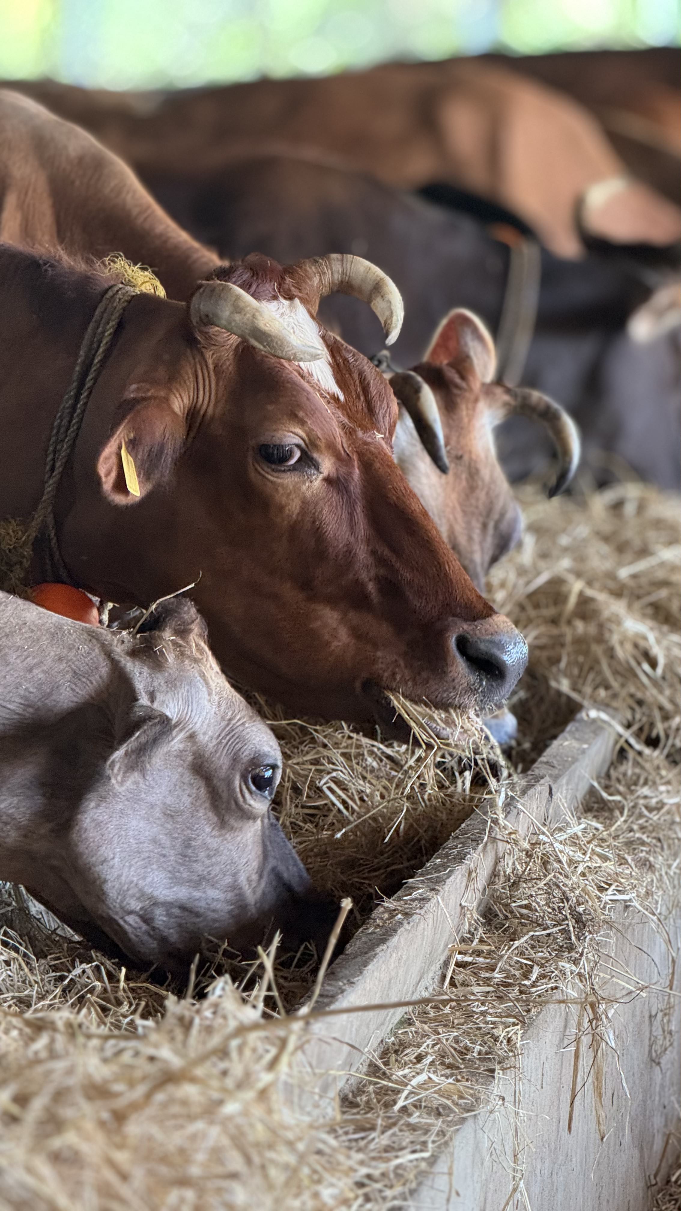 ಮಧ್ಯಾಹ್ನದ ವಿಶ್ರಾಂತಿ