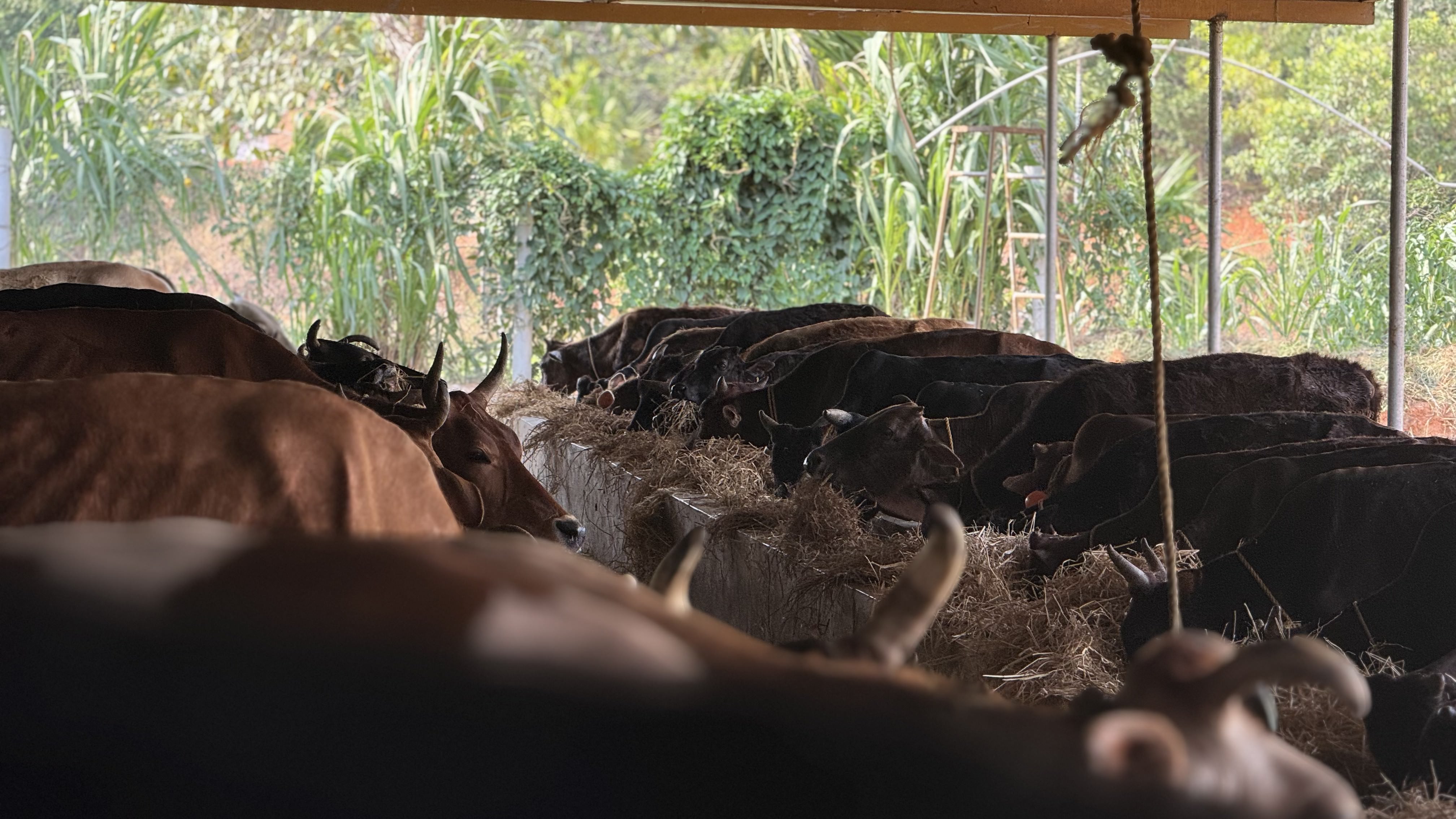 ಕುತೂಹಲಕಾರಿ ಕರು