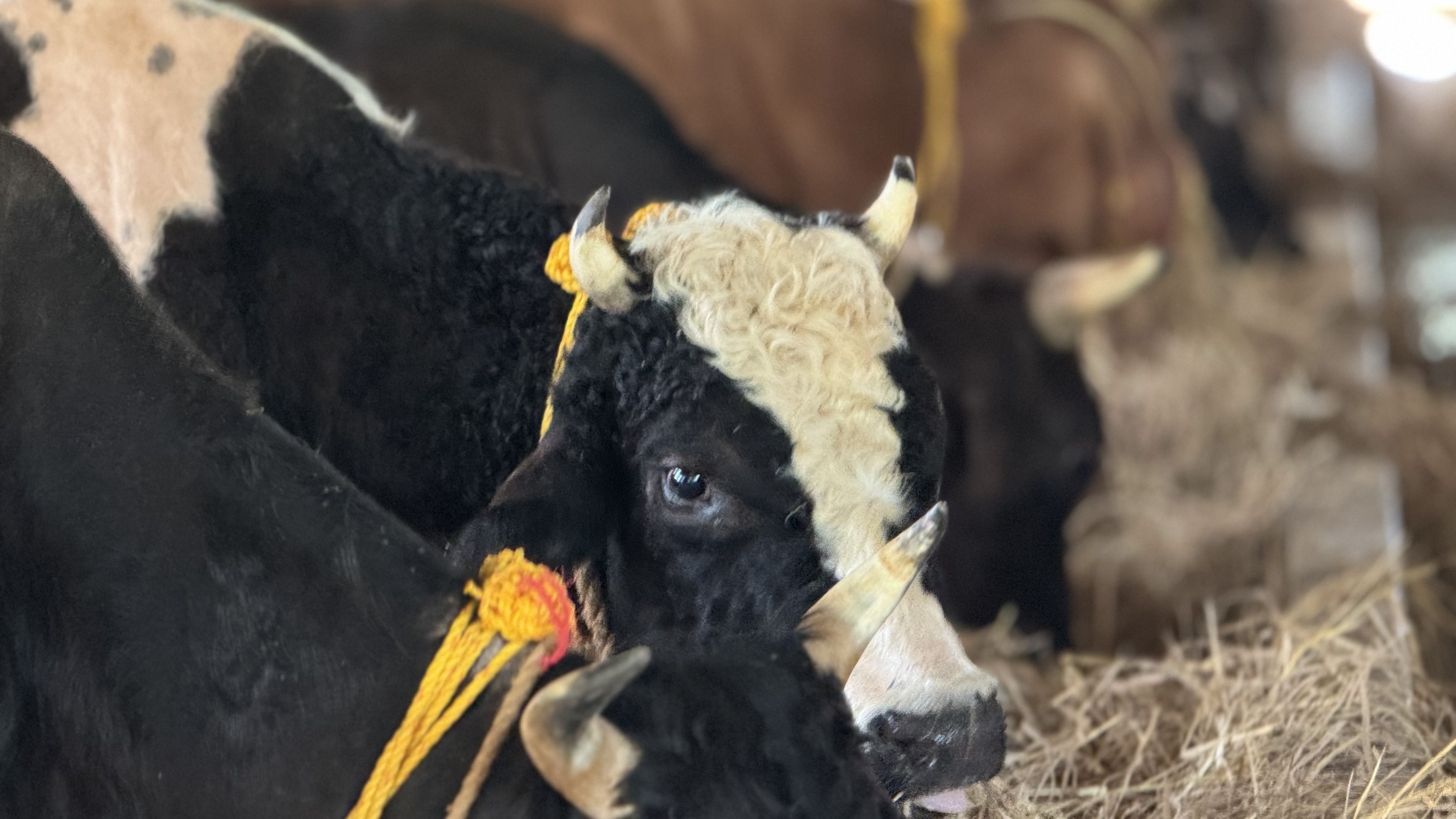 ಸಾಂಪ್ರದಾಯಿಕ ಆರೈಕೆ