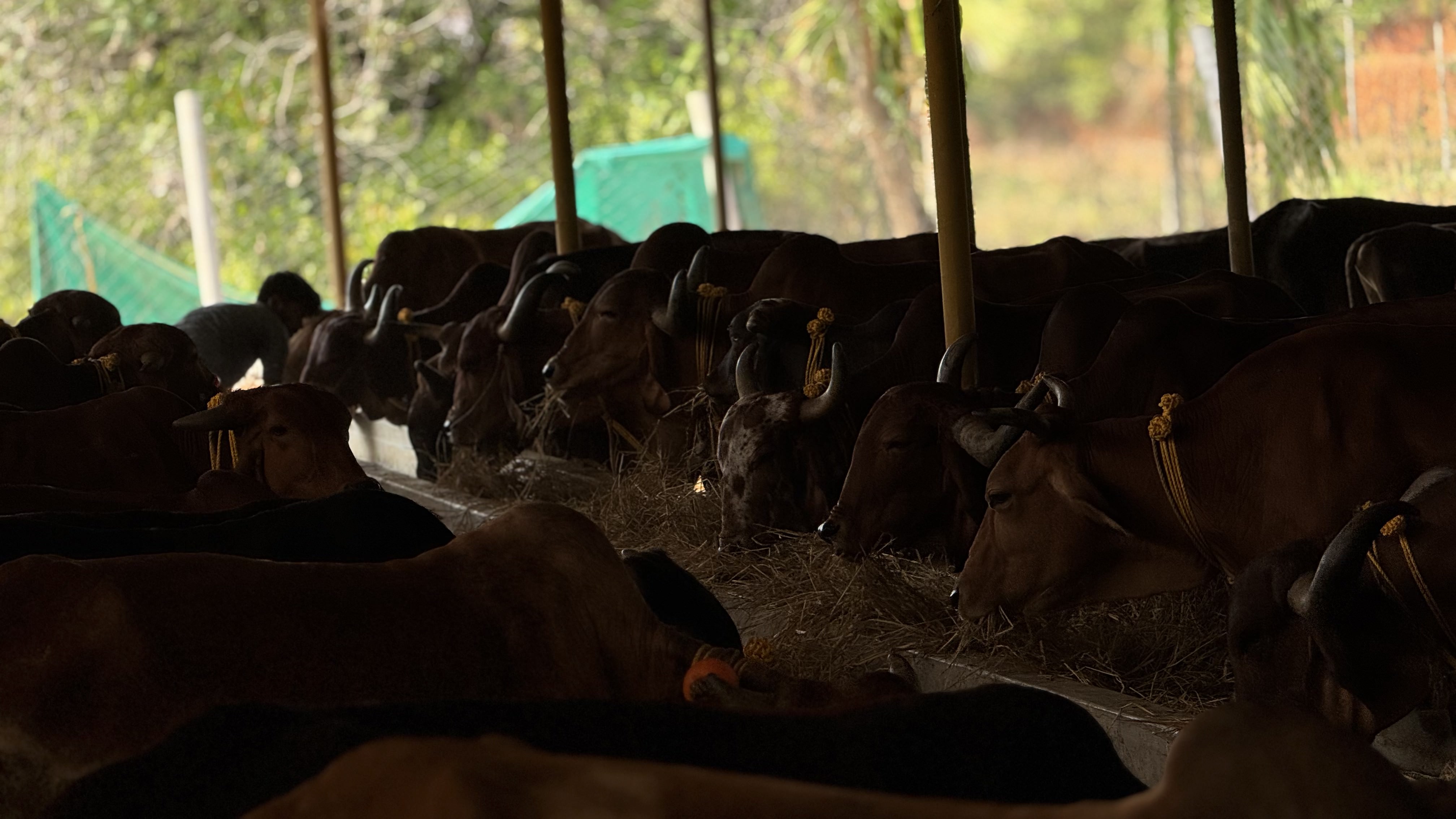 ಗ್ರಾಮೀಣ ಬಯಲಿನಲ್ಲಿ ಸ್ವಾತಂತ್ರ್ಯ