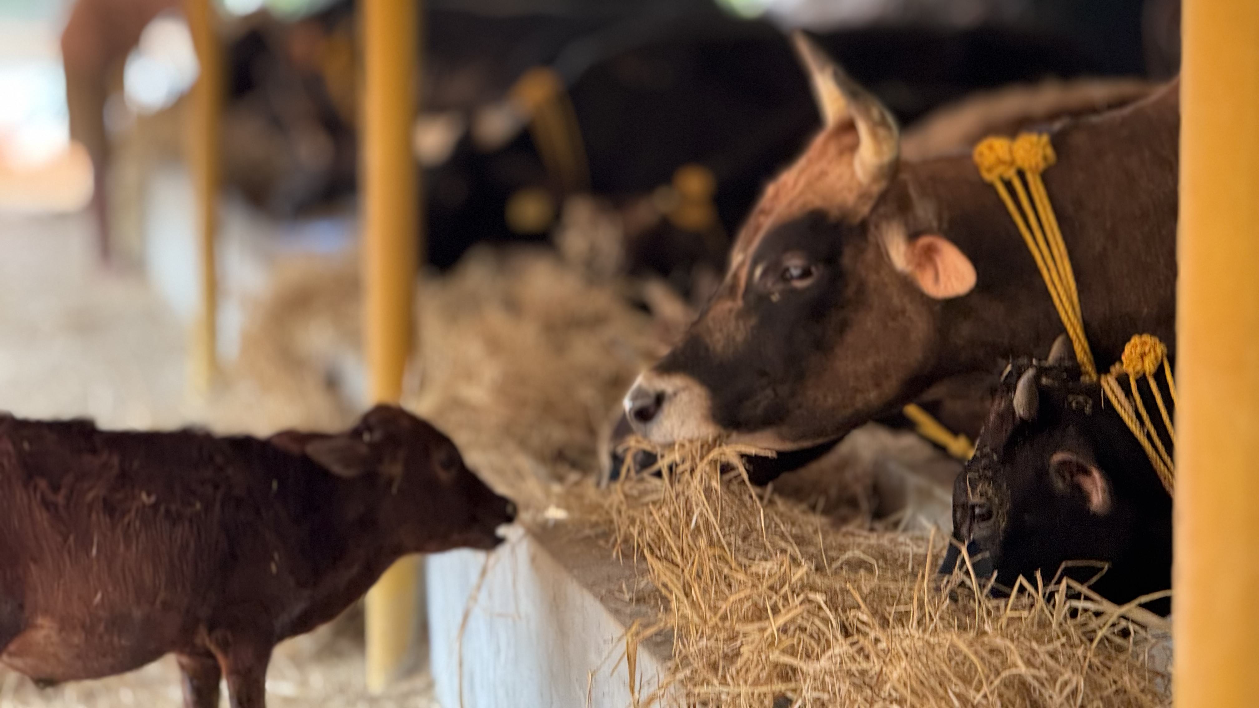 ಮಾತಿಗೆ ಮೀರಿದ ಬಂಧ