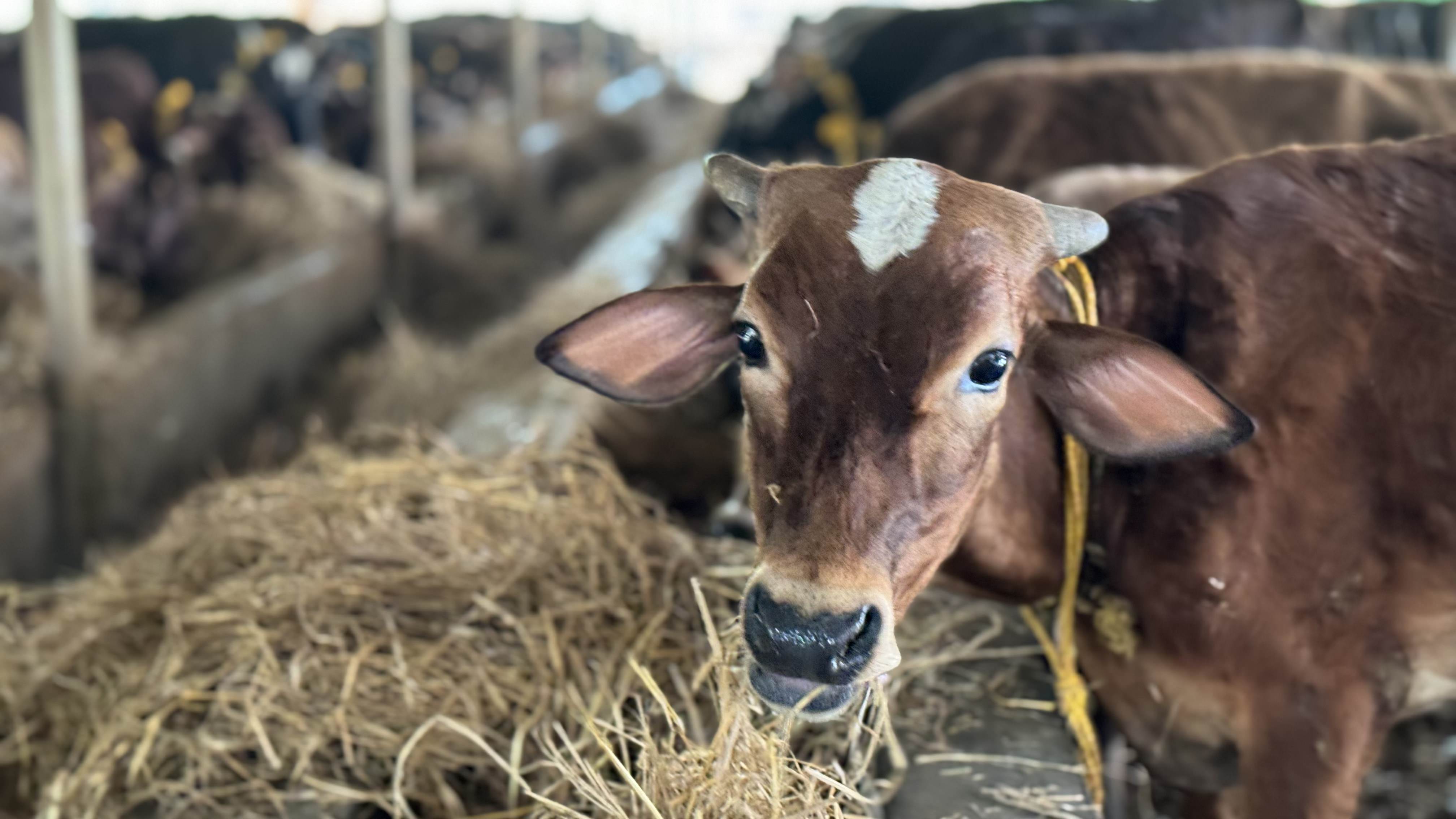 ಆಹಾರ ನೀಡುವ ಸಮಯದ ಆಚರಣೆ