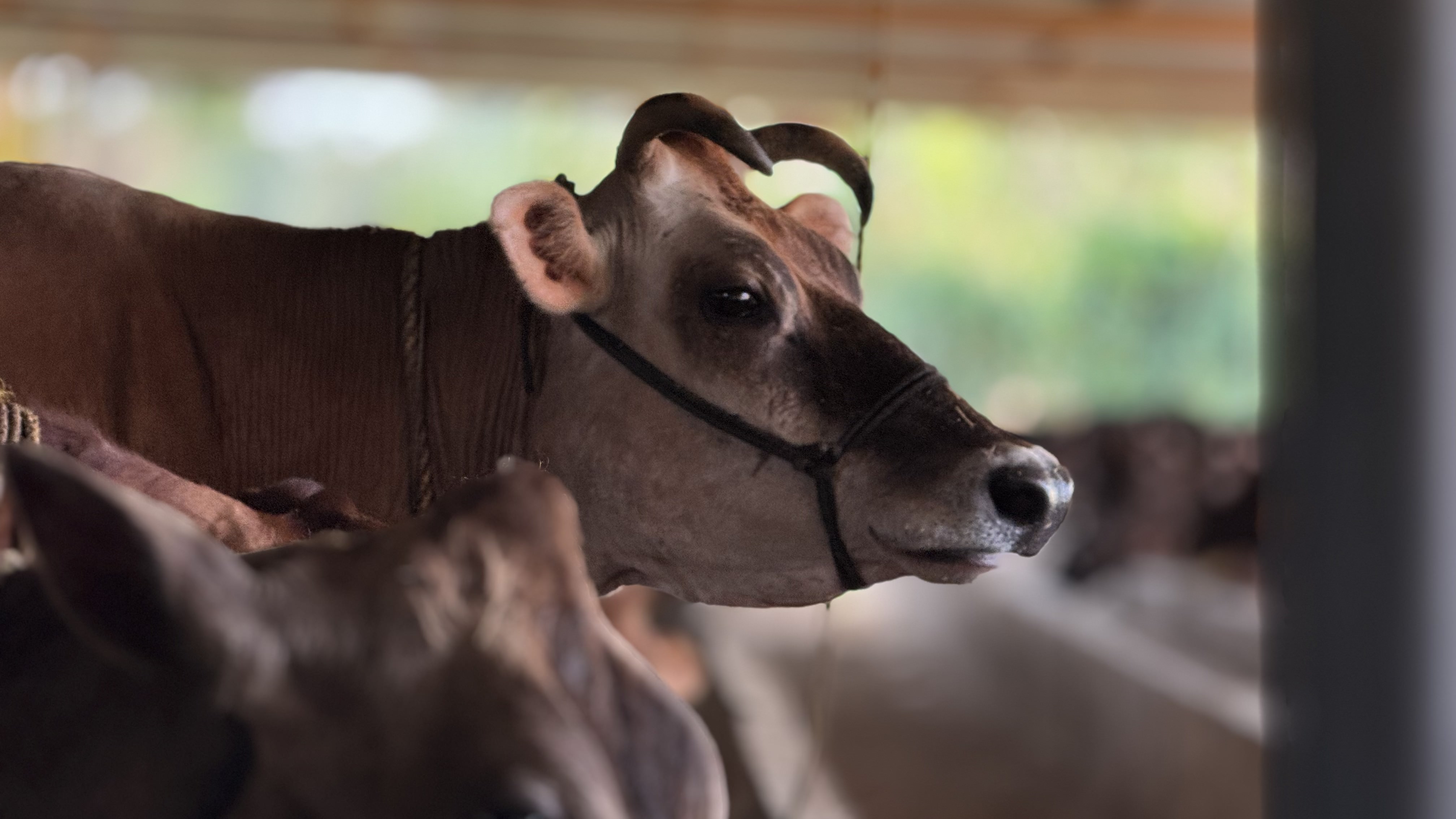 ಸುವರ್ಣ ಸಮಯದಲ್ಲಿ ಗೋಶಾಲೆ