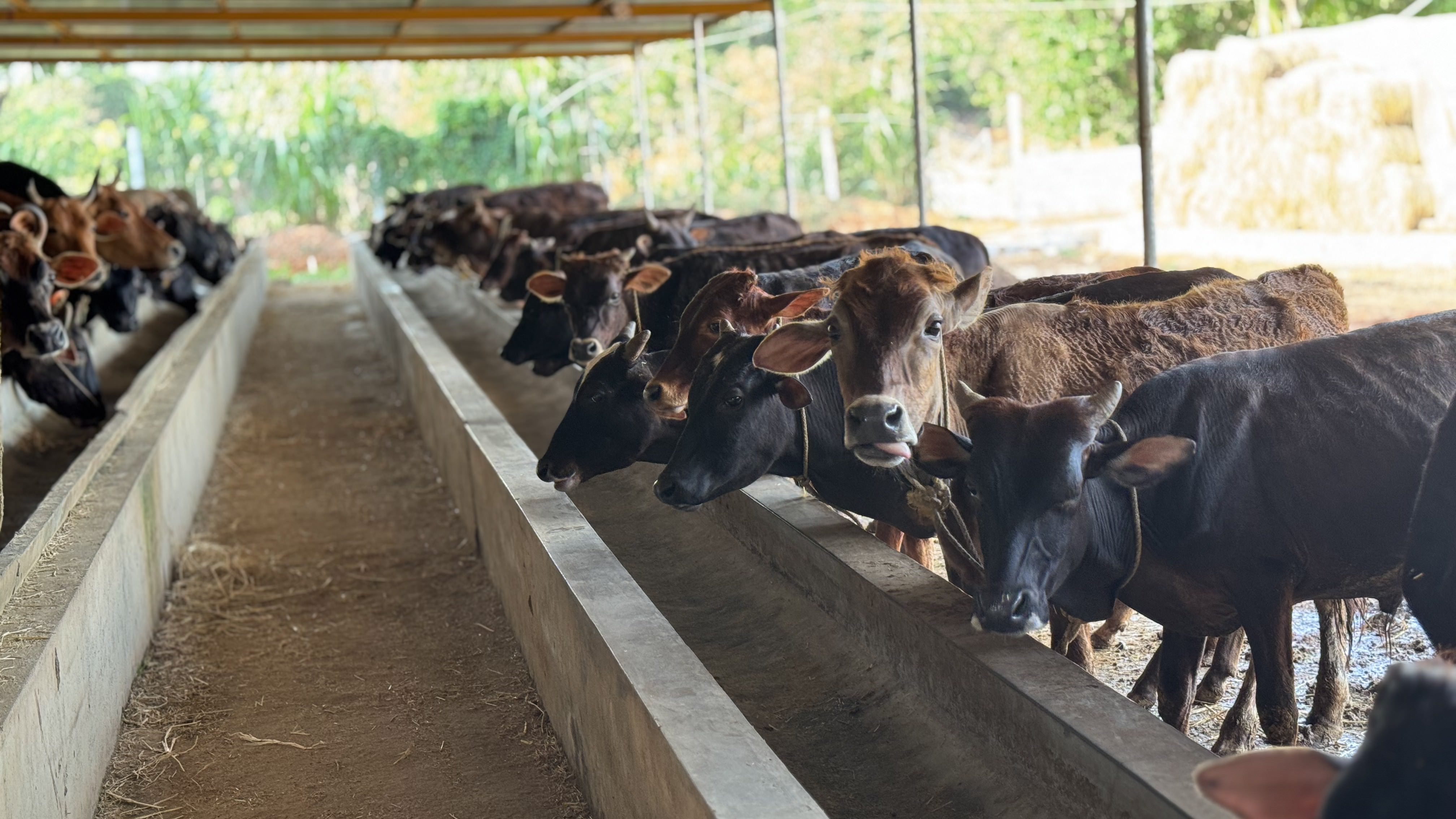 ಸ್ಥಳೀಯ ಗೋವುಗಳ ಸಂರಕ್ಷಣೆ